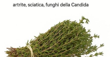 Erba potente per la salute