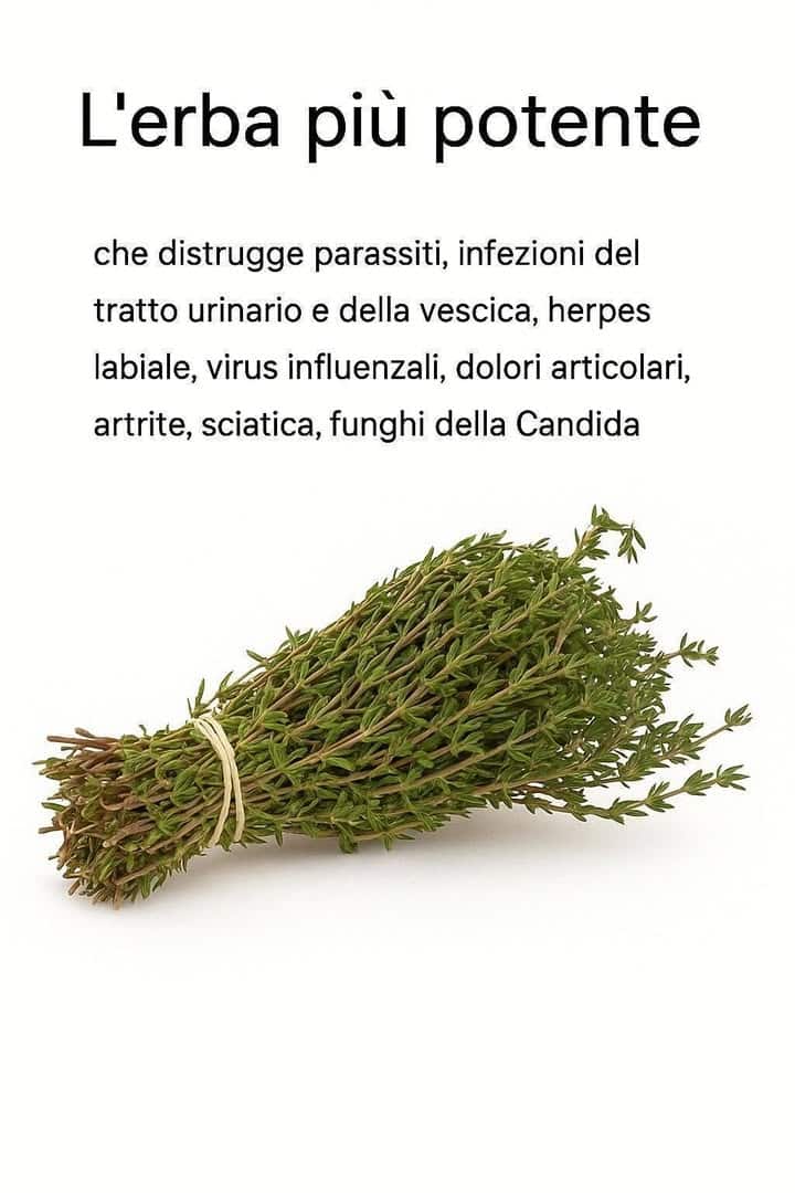 Erba potente per la salute