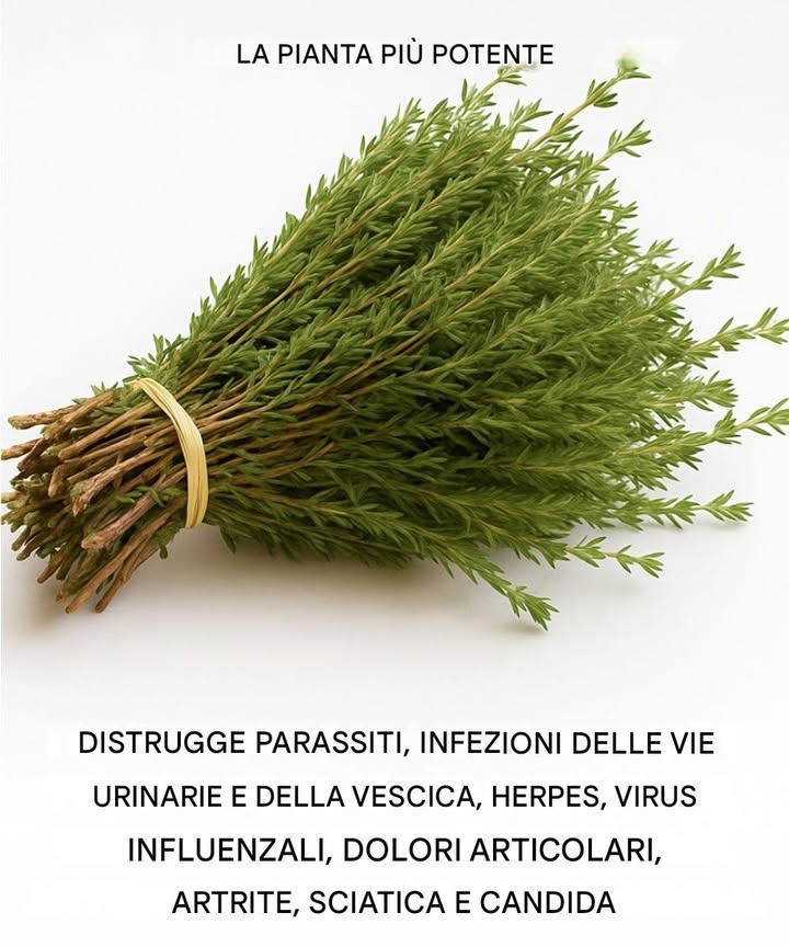 pianta potente distrugge virus
