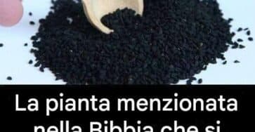Erba biblica proprietà medicinali