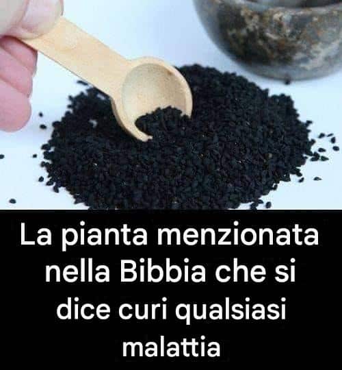 Erba biblica proprietà medicinali