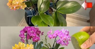 annaffiare orchidea acqua limone