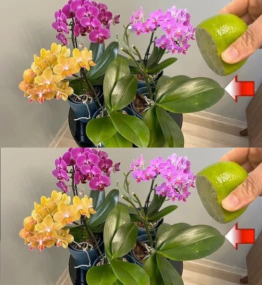 annaffiare orchidea acqua limone
