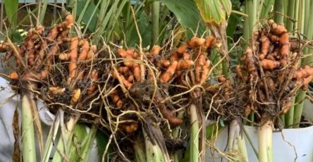 curcuma in vaso