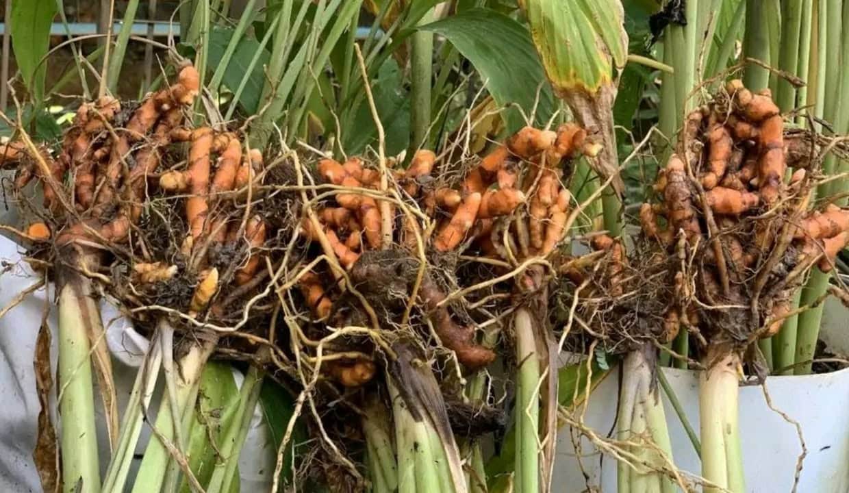 curcuma in vaso