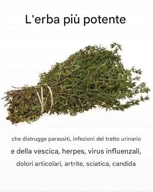 Erba potente antinfiammatoria