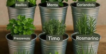 erbe aromatiche in secchi