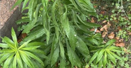 erigeron canadensis benefits