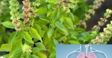 fiori di basilico utilizzo