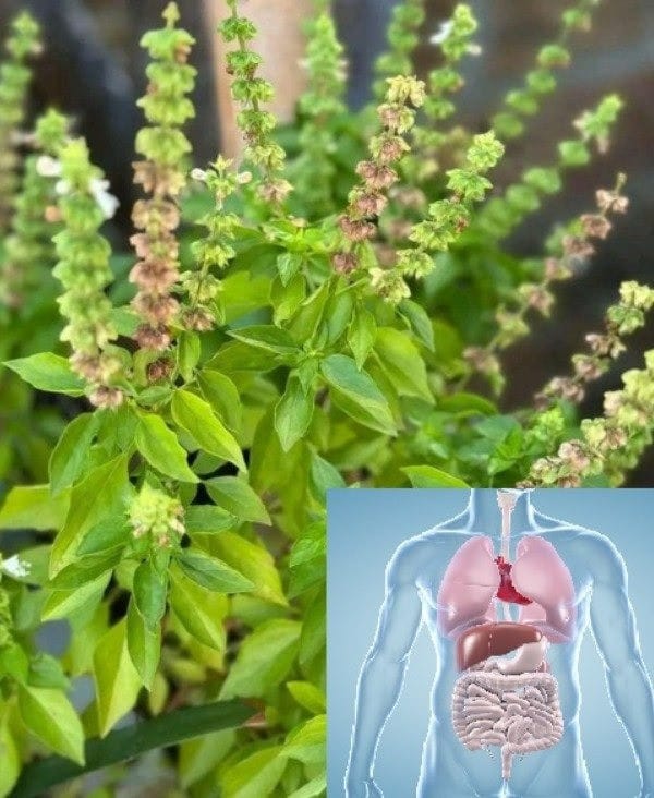 fiori di basilico utilizzo