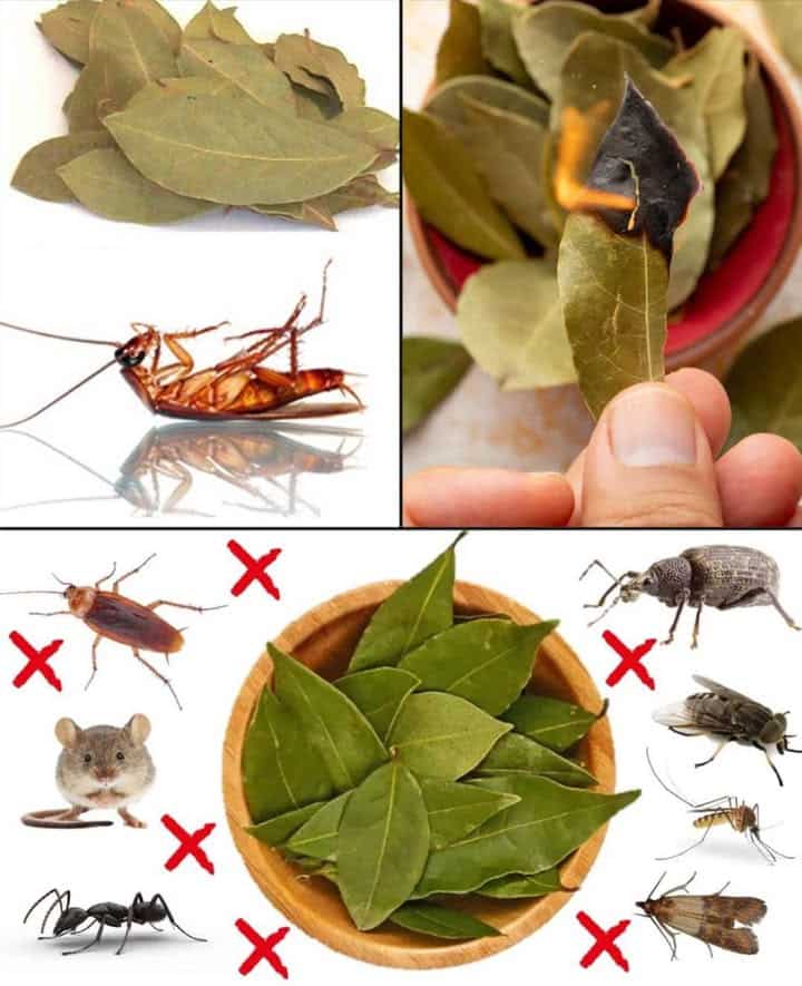 foglie contro parassiti