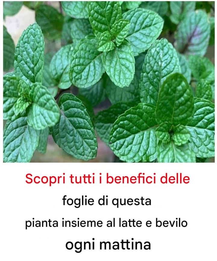 benefici foglie pianta latte