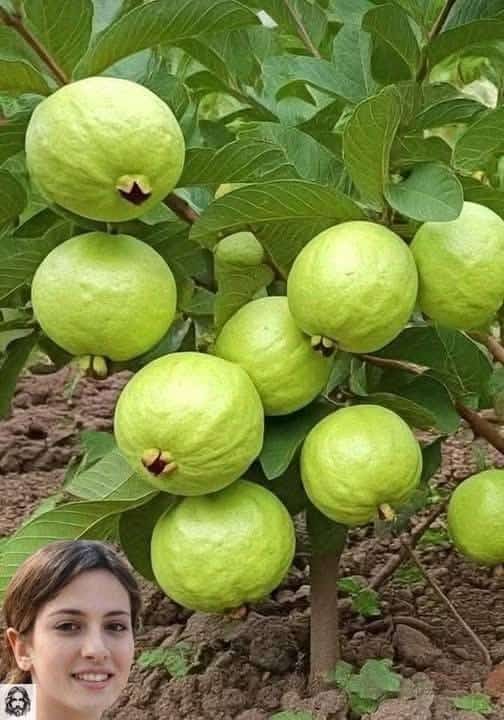 frutto in casa tesoro