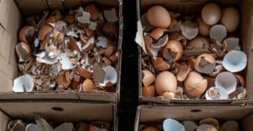 gusci d'uovo fertilizzante
