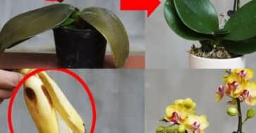orchidee infuso speciale