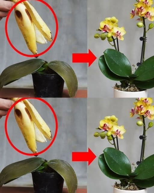orchidee infuso speciale