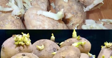 patate fresche germogliare