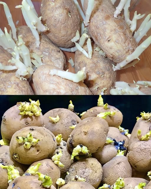 patate fresche germogliare