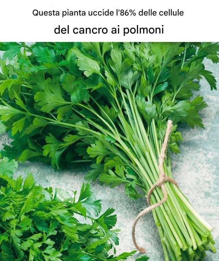 pianta cellule cancerose polmone