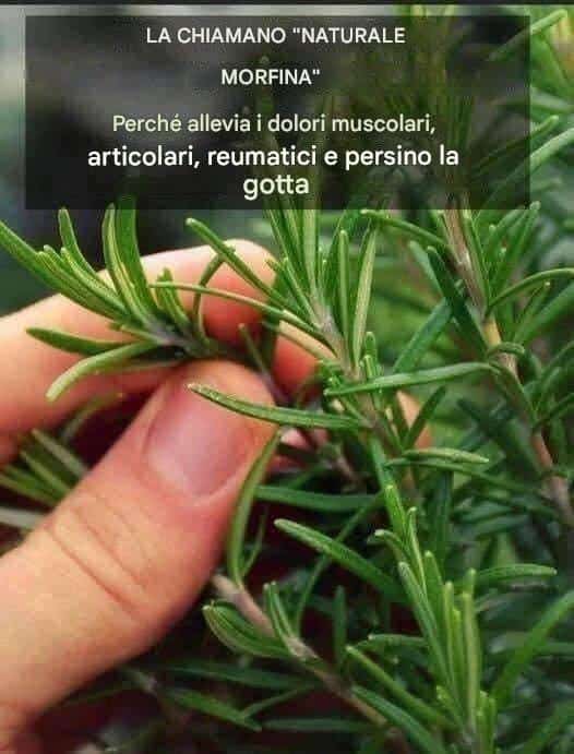 piante miracolose potere ingerire