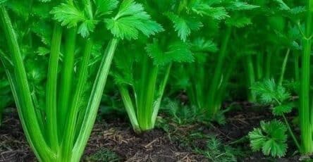 planta limpia sangre piel
