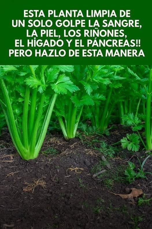 planta limpia sangre piel