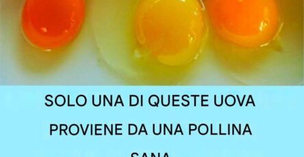 uova fresche alta qualità