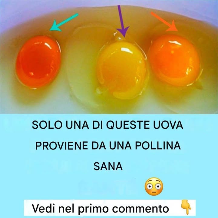 uova fresche alta qualità
