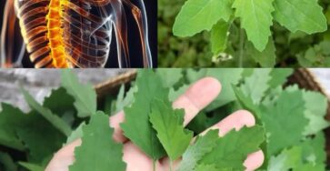Farinello spinaci selvatici benefici