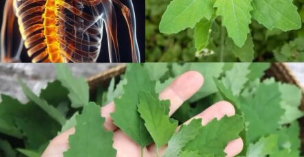 Farinello spinaci selvatici benefici