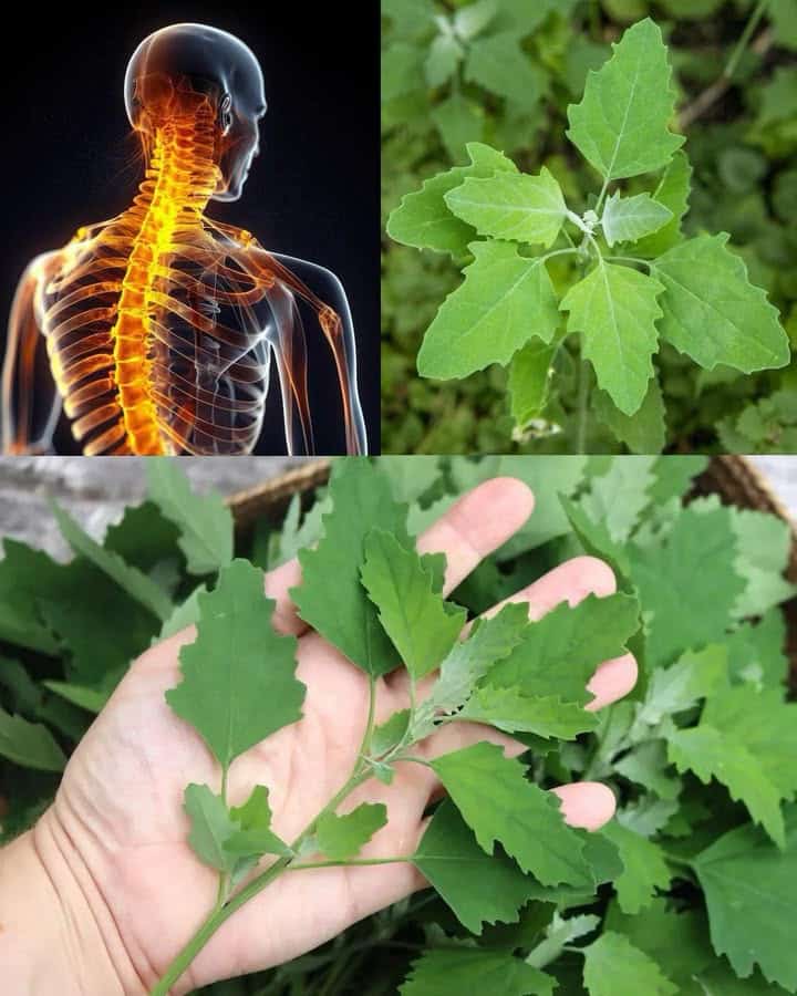 Farinello spinaci selvatici benefici