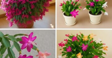 cactus di Natale elisir