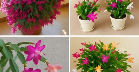 cactus di Natale elisir