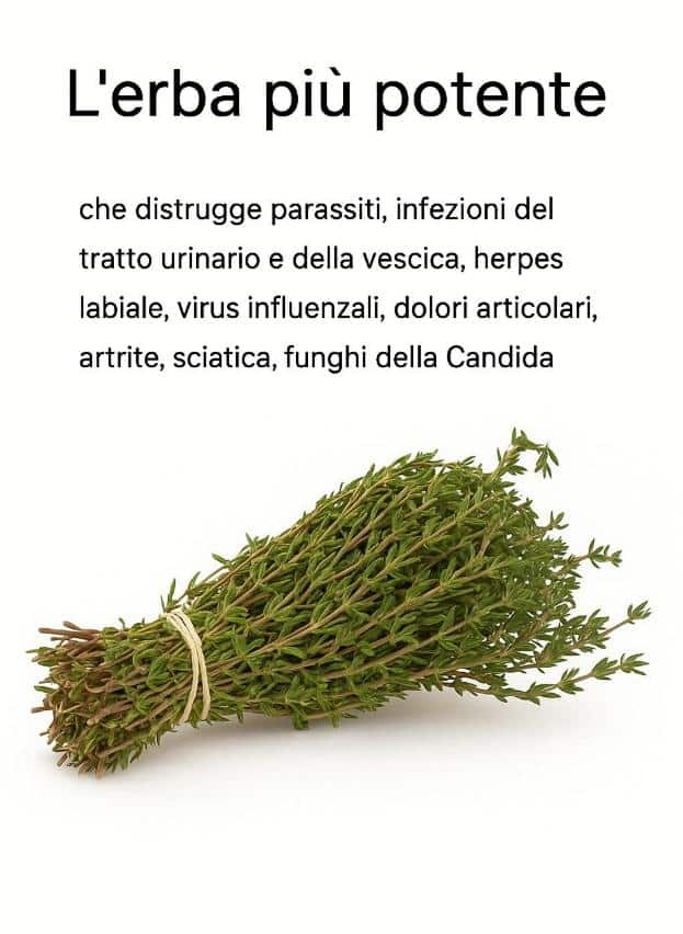 erba medicinale potente