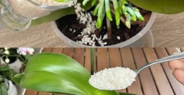 fertilizza orchidea abbondantemente fiorisca