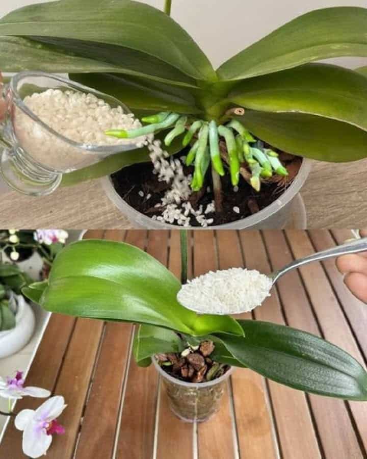 fertilizza orchidea abbondantemente fiorisca