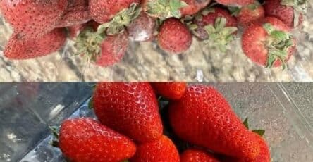 mantenere fresche fragole