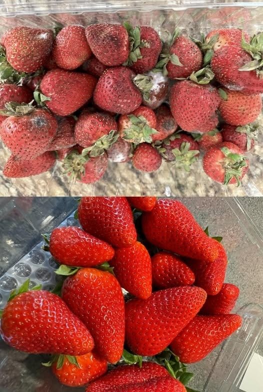 mantenere fresche fragole